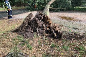 Baum auf Fahrbahn / 21.09.18