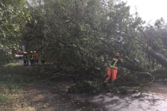 Baum auf Fahrbahn_2018-09-21_03