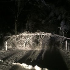 Bäume auf Fahrbahn / 13.01.2017