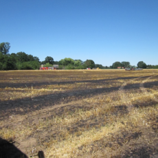 Flächenbrand Dinklage / 02.07.18