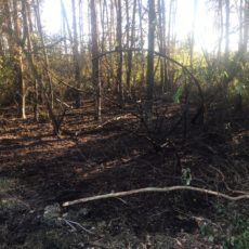 Waldbrand / 18.09.2018
