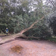 Baum auf Fahrbahn / 21.09.2018