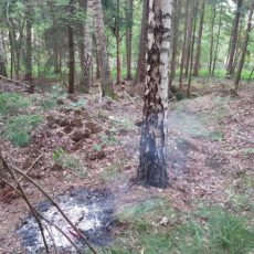 Lagerfeuer im Wald / 28.05.19